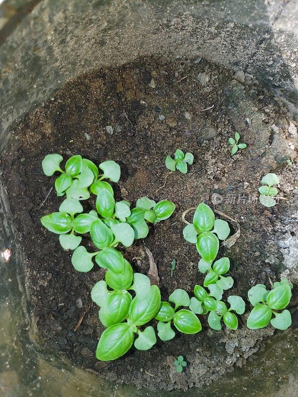 特写，高角度的罗勒(Ocimum basilicum)幼苗种植在一个锅